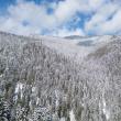 Achiziție istorică - 4.000 de hectare de pădure, cumpărate de Romsilva