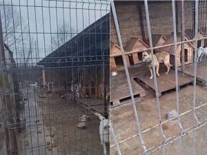 Probleme semnalate la adăpostul de animale de cei care au fost puși să lucreze acolo, deși sunt angajați în alte direcții
