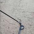 Șarpe capturat de jandarmi din curtea unui bloc de locuințe din Burdujeni