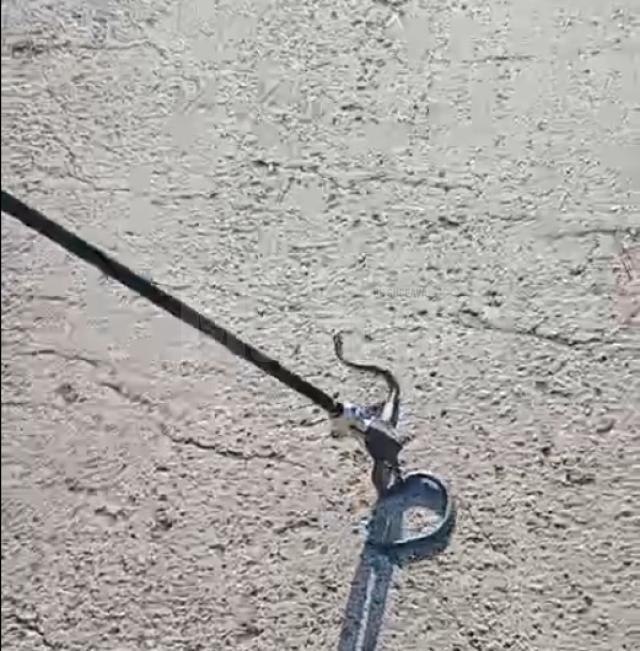 Șarpe capturat de jandarmi din curtea unui bloc de locuințe din Burdujeni