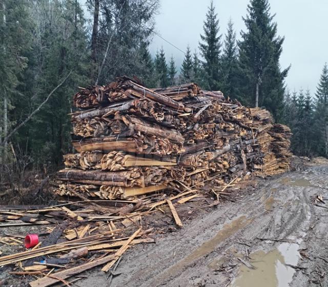 Surplusuri de material lemnos identificate de Garda Forestieră Suceava la un operator economic din Cârlibaba