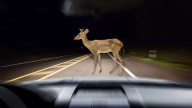 O căprioară a murit după ce a fost lovită de o mașină în pădurea de la Adâncata