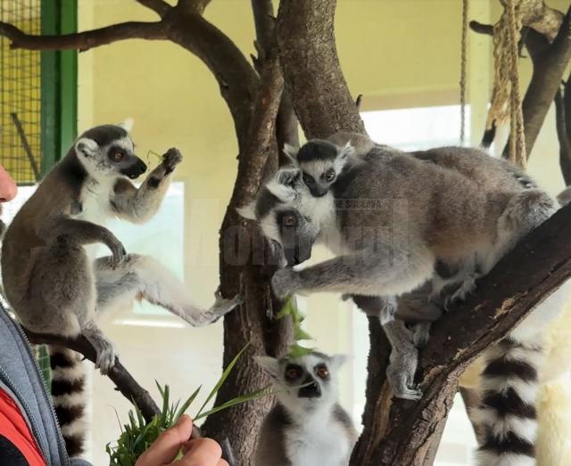 Femela cu doi gemeni lemurieni, la colțul zoologic al lui Dorin Șoimaru