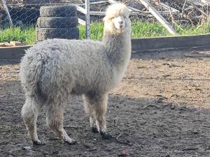 Lama alpaca, în țarcul cu căprițele pitice