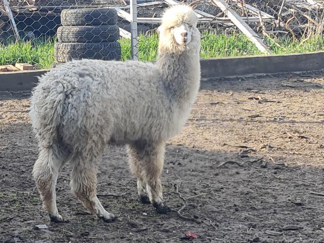 Lama alpaca, în țarcul cu căprițele pitice