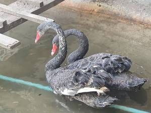 Lebede negre