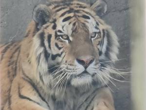 Tigru de la colțul zoologic al lui Dorin Șoimaru