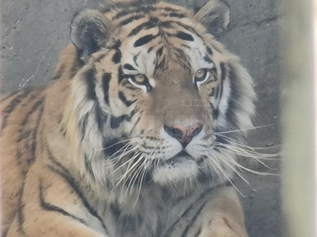 Tigru de la colțul zoologic al lui Dorin Șoimaru