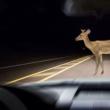 O căprioară a murit după ce a fost lovită de o mașină în pădurea de la Adâncata
