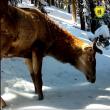 Imagini inedite cu fauna din pădurile Parcului Național Călimani