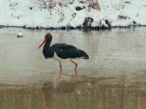 Barza neagră la OS Râșca - Suceava
