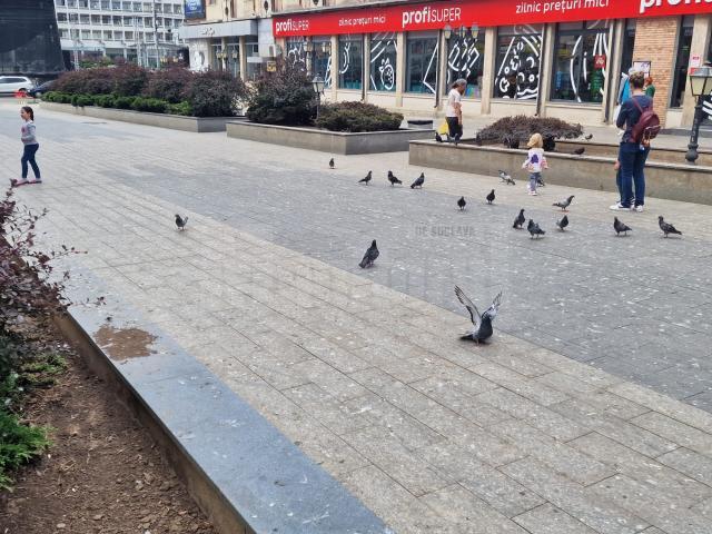 Porumbei în centrul municipiului Suceava
