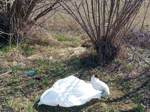 Pisici aruncate la marginea drumului