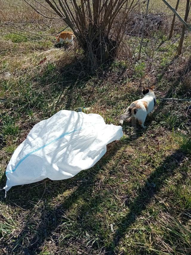 Pisici aruncate la marginea drumului