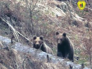Doi ursi sfiosi surprinsi în Parcul Național Călimani