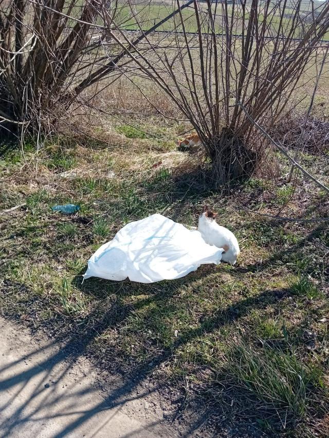 3.000 de lei amendă pentru un bărbat care a abandonat la marginea drumului două pisici