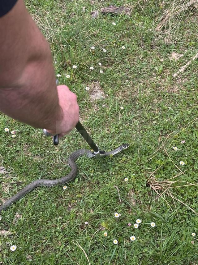 Îndepărtarea viperei