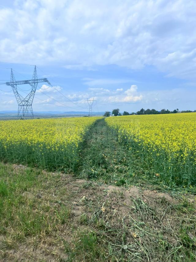 Șofer fugar urmărit din Suceava, oprit abia în zona Pașcani, unde a trecut prin barajul cu țepi al polițiștilor