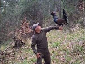 Cristian Doroftiesei a revenit la prietenul său, cocoșul de munte din Călimani