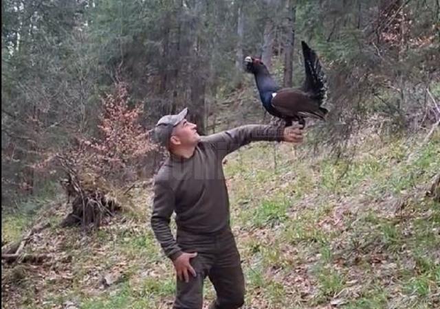 Cristian Doroftiesei a revenit la prietenul său, cocoșul de munte din Călimani