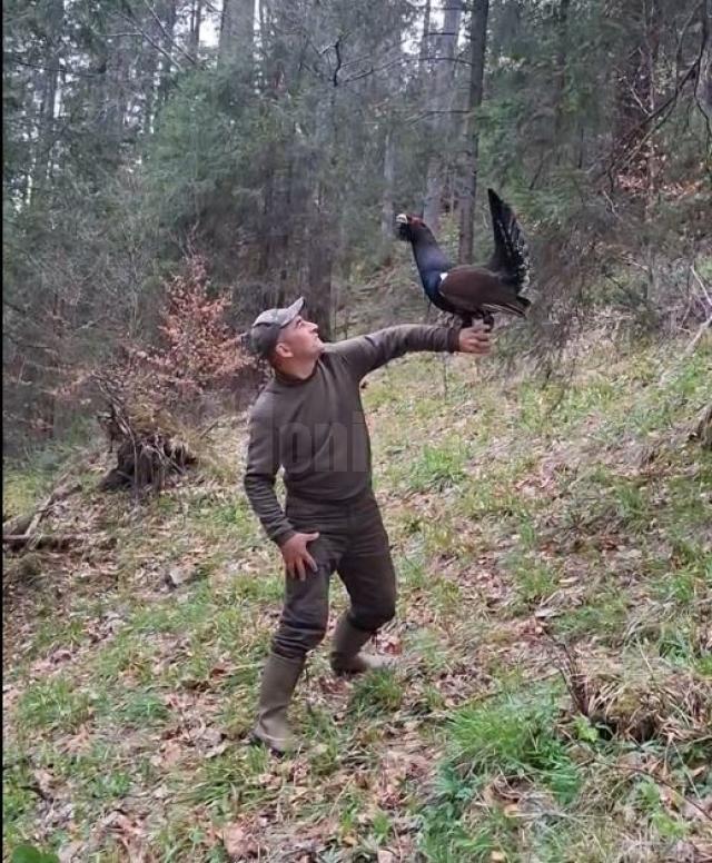 Cristian Doroftiesei a revenit la prietenul său, cocoșul de munte din Călimani