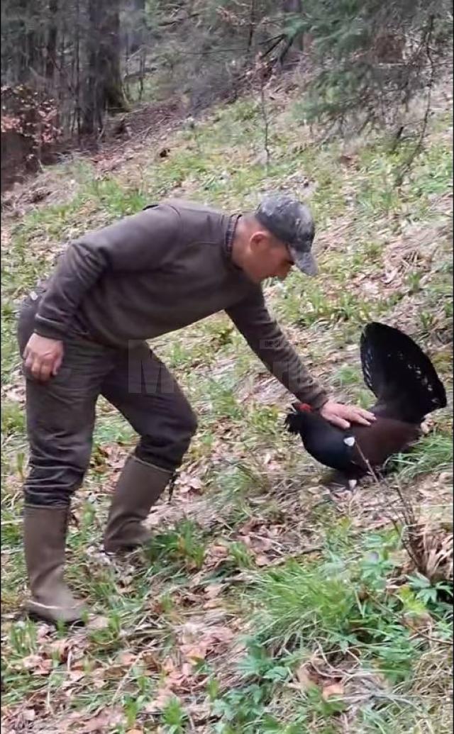 Cristian Doroftiesei a revenit la prietenul său, cocoșul de munte din Călimani