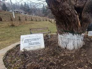 Răchita Lizucăi și a lui Patrocle, din ”Dumbrava Minunată”, de la Fălticeni, înainte de prăbușire
