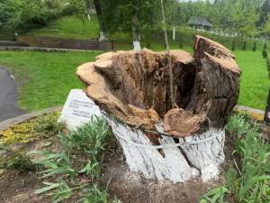 Răchita Lizucăi și a lui Patrocle, din ”Dumbrava Minunată”, s-a prăbușit