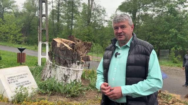 Primarul Cătălin Coman spune că povestea merge mai departe, fiind păstrat ciotul din „Dumbrava Minunată” și un puiuț de răchită