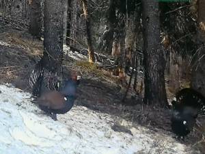 Lupta ritualică a cocoșilor de munte
