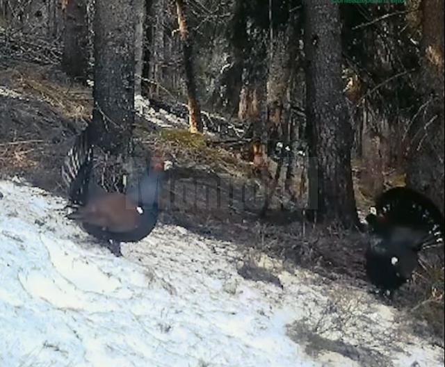 Lupta ritualică a cocoșilor de munte