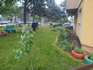 Lucrări de cosire a spațiilor verzi programate săptămâna viitoare în municipiul Suceava