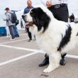 O nouă ediție a Bucovina Dog Show are loc sâmbătă și duminică în parcarea Shopping City Suceava