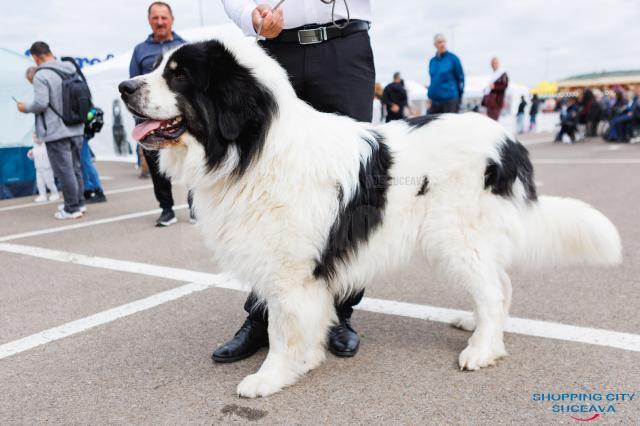 O nouă ediție a Bucovina Dog Show are loc sâmbătă și duminică în parcarea Shopping City Suceava