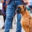 O nouă ediție a Bucovina Dog Show are loc sâmbătă și duminică în parcarea Shopping City Suceava