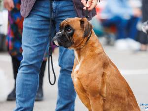 O nouă ediție a Bucovina Dog Show are loc sâmbătă și duminică în parcarea Shopping City Suceava