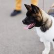 O nouă ediție a Bucovina Dog Show are loc sâmbătă și duminică în parcarea Shopping City Suceava