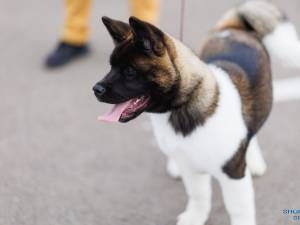 O nouă ediție a Bucovina Dog Show are loc sâmbătă și duminică în parcarea Shopping City Suceava