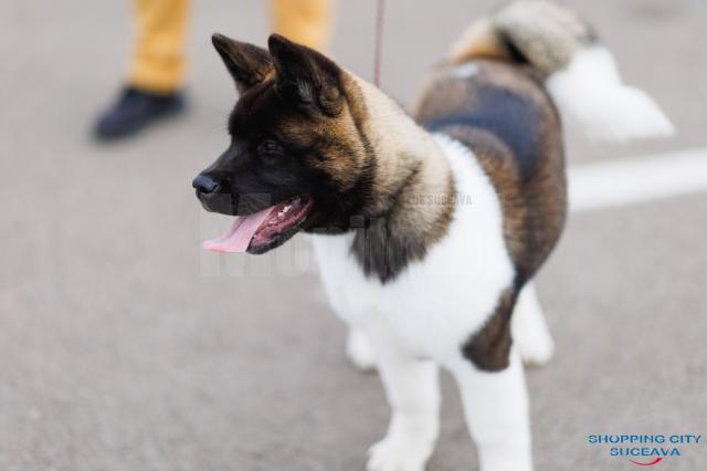 O nouă ediție a Bucovina Dog Show are loc sâmbătă și duminică în parcarea Shopping City Suceava