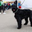 O nouă ediție a Bucovina Dog Show are loc sâmbătă și duminică în parcarea Shopping City Suceava