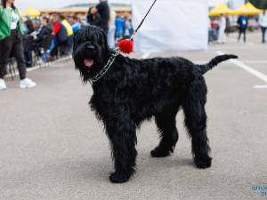 O nouă ediție a Bucovina Dog Show are loc sâmbătă și duminică în parcarea Shopping City Suceava