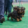 O nouă ediție a Bucovina Dog Show are loc sâmbătă și duminică în parcarea Shopping City Suceava