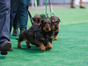 O nouă ediție a Bucovina Dog Show are loc sâmbătă și duminică în parcarea Shopping City Suceava