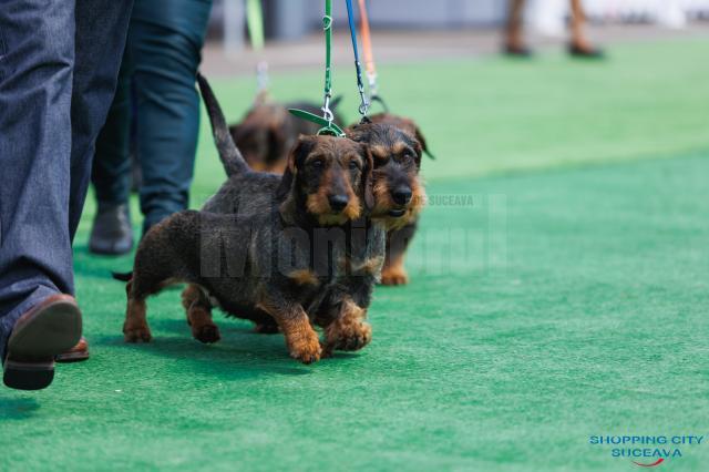 O nouă ediție a Bucovina Dog Show are loc sâmbătă și duminică în parcarea Shopping City Suceava