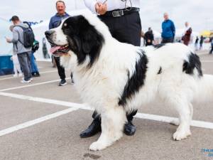 O nouă ediție Bucovina Dog Show are loc în parcarea Shopping City Suceava