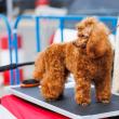 O nouă ediție Bucovina Dog Show are loc în parcarea Shopping City Suceava