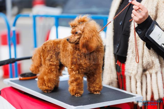 O nouă ediție Bucovina Dog Show are loc în parcarea Shopping City Suceava
