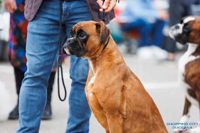 O nouă ediție Bucovina Dog Show are loc în parcarea Shopping City Suceava