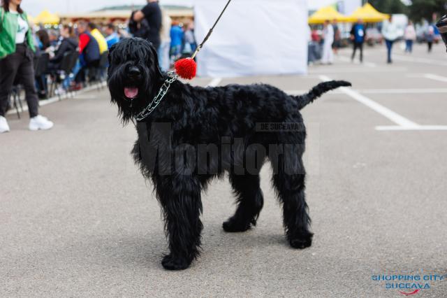 O nouă ediție Bucovina Dog Show are loc în parcarea Shopping City Suceava