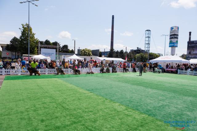 O nouă ediție Bucovina Dog Show are loc în parcarea Shopping City Suceava